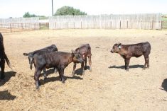 Beef cattle producers in Canada continue to enjoy high prices for their livestock at auction.