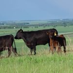 Cow-calf producers have until June 12 to take out a calf LPI policy.