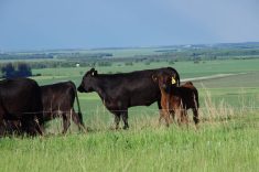 Cow-calf producers have until June 12 to take out a calf LPI policy. 