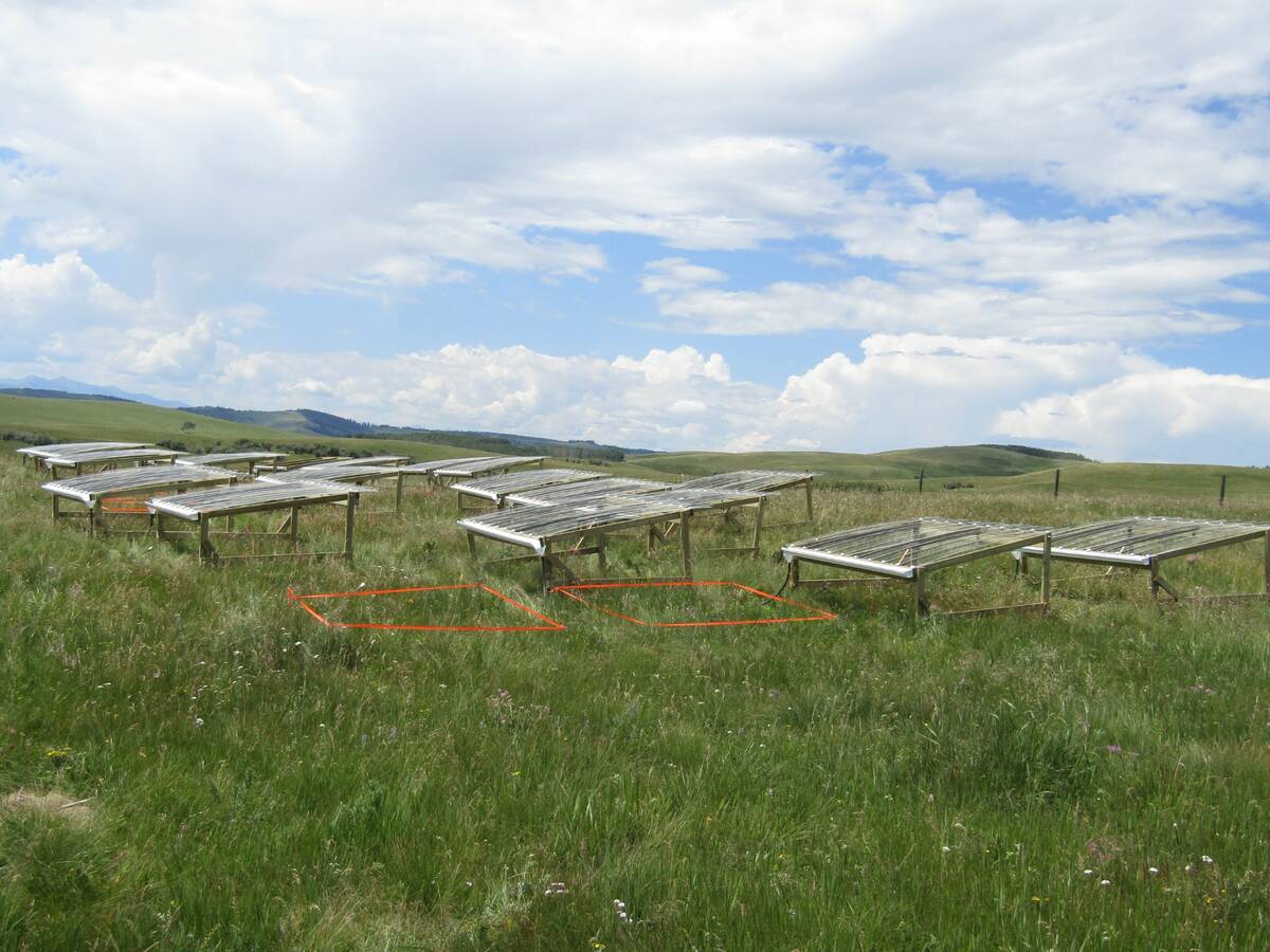 University of Alberta researchers wanted to find out how drought affected pasture plants and their root biomass. Photo: Baka Amgaa