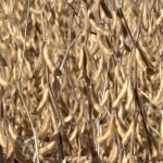 China’s April soy imports from Brazil fall 22.2 per cent from previous year