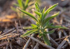 Kochia is one weed noted for its ability to overcome herbicides in Canadian farm fields. 