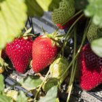 Manitoba strawberry farms prepare for warm season