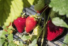 Manitoba strawberry farms prepare for warm season