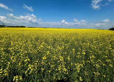 Canola blooms under a summer sky on the Canadian Prairies.