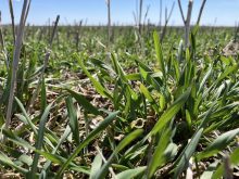 A field of winter wheat near Carman, Man., on April 29, 2025.