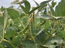Soybean pods fill near Selkirk, Man., in late August, 2024. 
