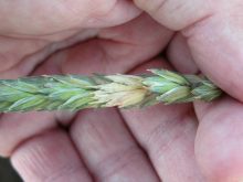 Wheat shows fusarium head blight symptoms.