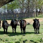 Curious heifers stand looking at the camera in a pasture in central Manitoba.