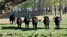 Curious heifers stand looking at the camera in a pasture in central Manitoba. 