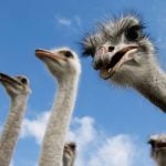 An ostrich farm in British Columbia has garnered a lot of attention for its fight against a cull order.