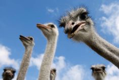 An ostrich farm in British Columbia has garnered a lot of attention for its fight against a cull order.
