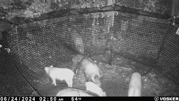 Juvenile wild pigs in a trap. Photo: Squeal on Pigs