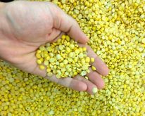 One buyer is predicting a strong market for organic yellow peas in 2018. Photo: Thinkstock
