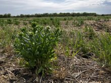 A patch of stinkweed flourishes in a field in the RM of Cartier in Manitoba on May 21, 2025. 