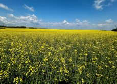 ICE Canada Weekly: Canola to move with the weather