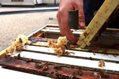 A beekeeper lifts a frame out of a beehive.