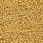 Mustard seed. Photo: File
