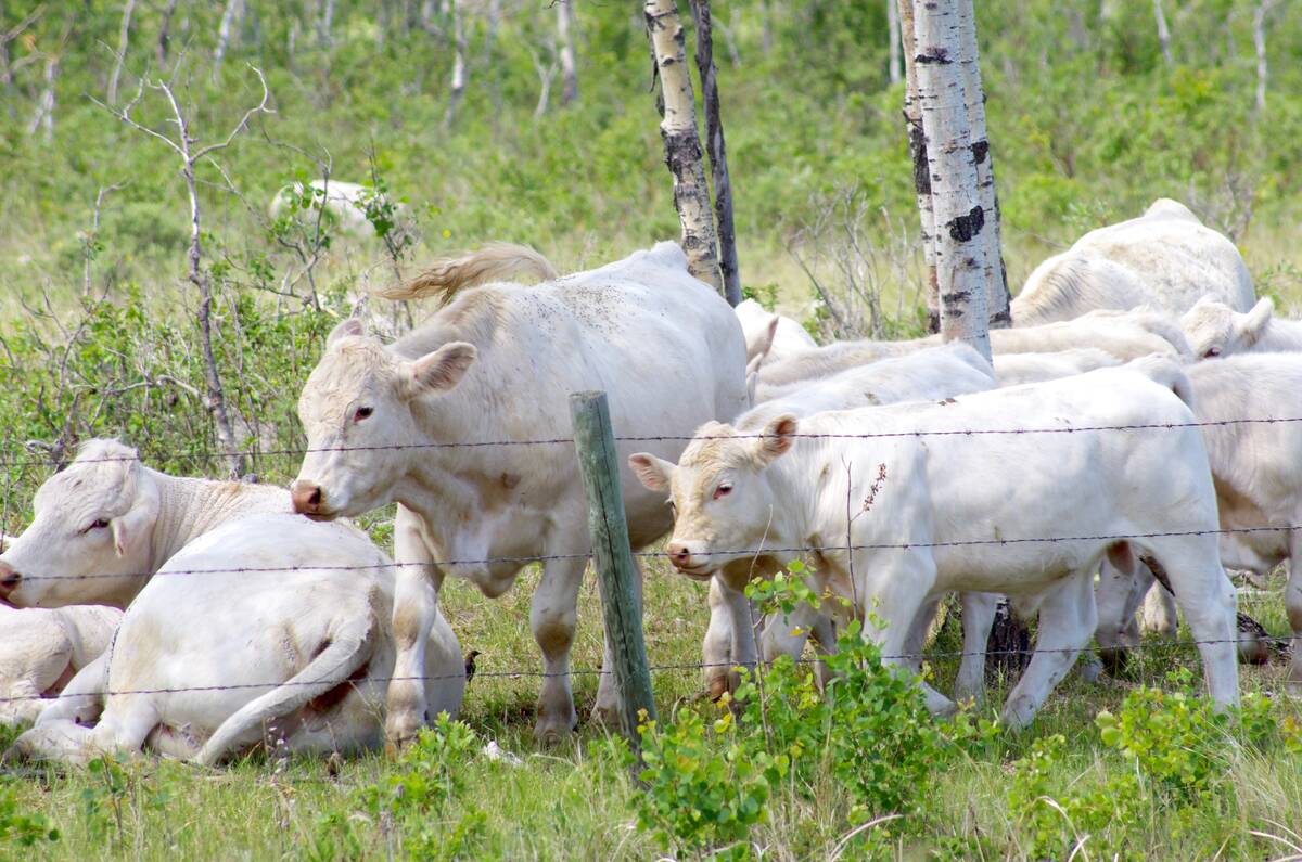 The beef sector is among the local farm groups welcoming legislation that would ease regulatory barriers between provinces. Photo: File