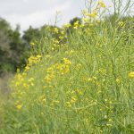 Canola futures are being pulled in opposite directions.