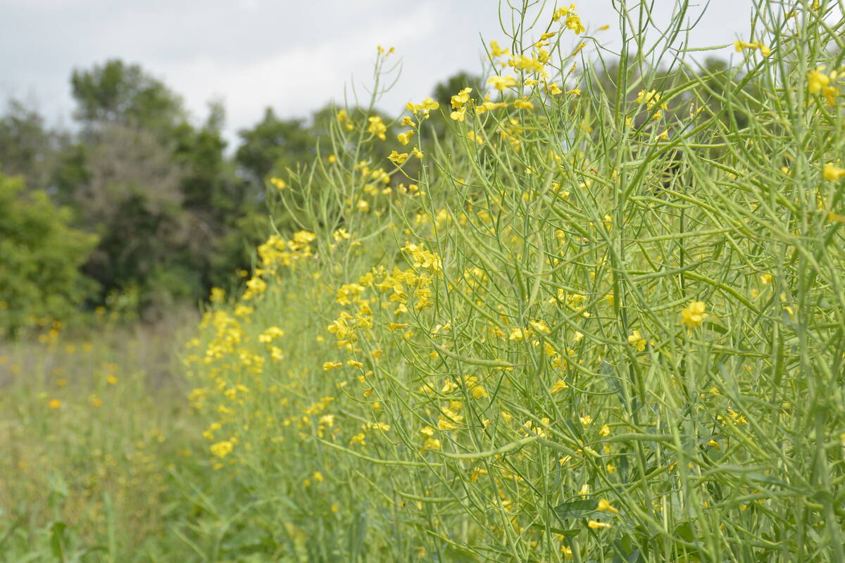 Canola futures are being pulled in opposite directions.