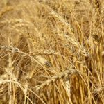 Wheat prices haven’t seen the swings of canola and soybeans.