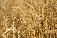 Wheat prices haven’t seen the swings of canola and soybeans.