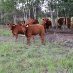 Close observation can help producers determine the cause of a health problem and decide whether it can be treated, left to convalesce or require more hands-on procedures.