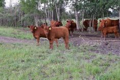 Close observation can help producers determine the cause of a health problem and decide whether it can be treated, left to convalesce or require more hands-on procedures.