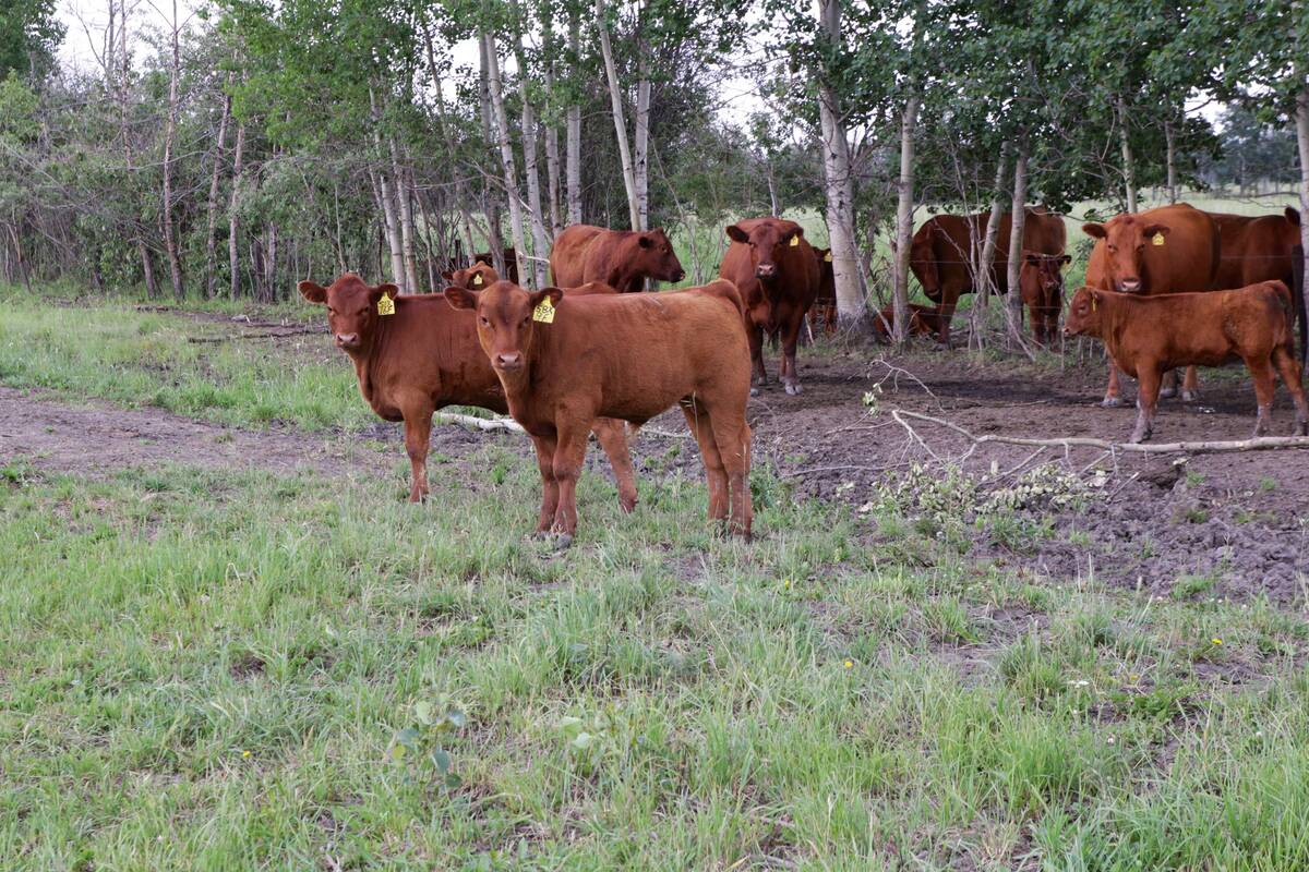Close observation can help producers determine the cause of a health problem and decide whether it can be treated, left to convalesce or require more hands-on procedures. 
