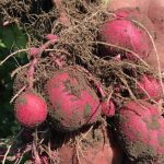 Red potatoes freshly dug in a Canadian farmer field.