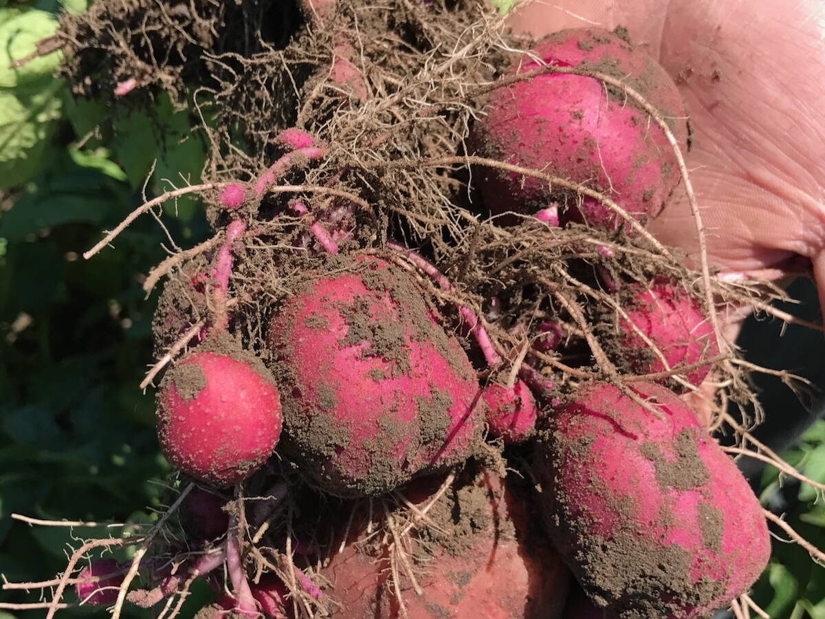 Red potatoes freshly dug in a Canadian farmer field.