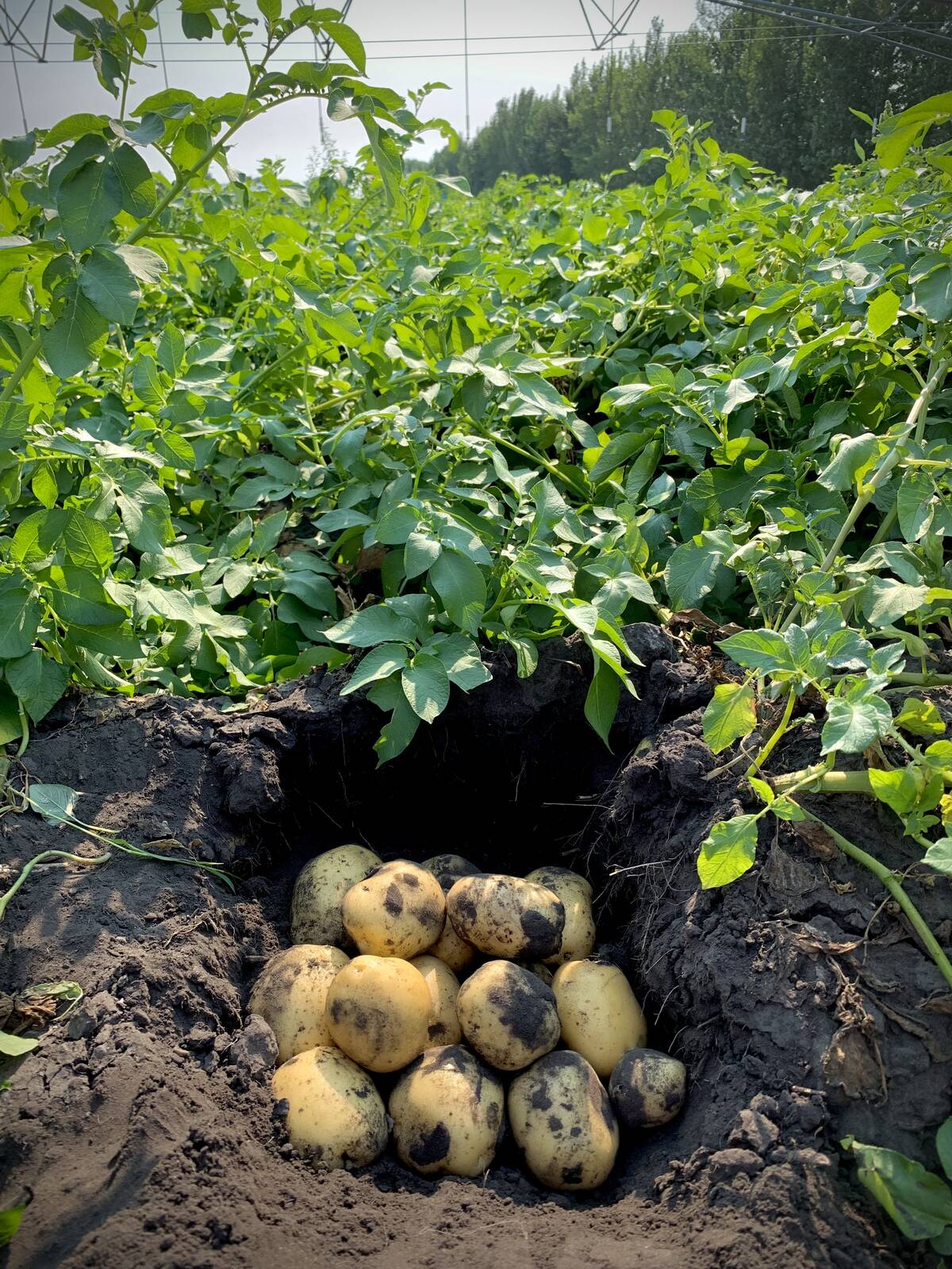 Ripe potatoes ready for harvest. Photo: Supplied