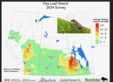 Manitoba’s Parkland was the heart of Prairie pea leaf weevil risk last year, based on 2024 survey results mapped here.  