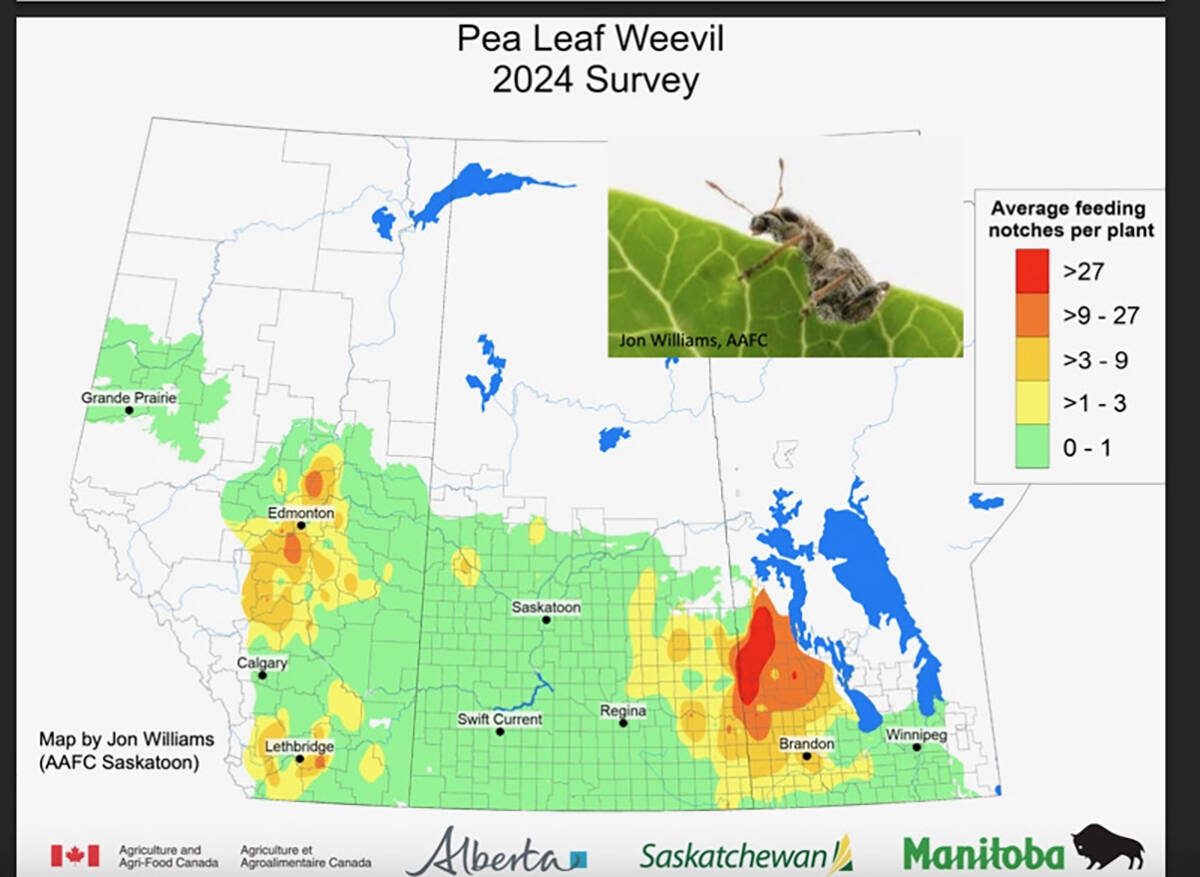 Manitoba’s Parkland was the heart of Prairie pea leaf weevil risk last year, based on 2024 survey results mapped here.  