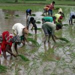 Farmers plant saplings in a rice field on the outskirts of Ahmedabad, India on July 5, 2019. (File photo: Reuters/Amit Dave)