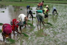 Farmers plant saplings in a rice field on the outskirts of Ahmedabad, India on July 5, 2019. (File photo: Reuters/Amit Dave)
