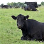 Beef producers argue that their sector does not get the same consideration on insurance that the crop sector does.