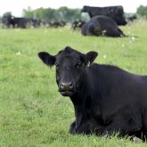 Beef producers argue that their sector does not get the same consideration on insurance that the crop sector does.