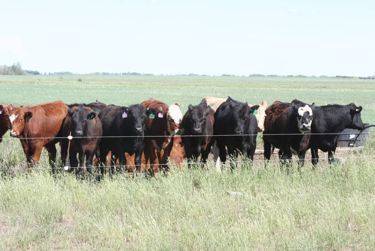 Beef cattle graze in a pasture in Saskatchewan. Photo: Michael Robin
