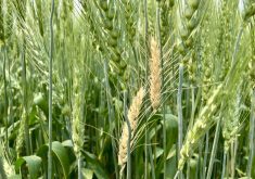 Fusarium-infected wheat heads in a wheat field near Stockholm, Sask., on July 20, 2024.  Photo: Greg Berg
