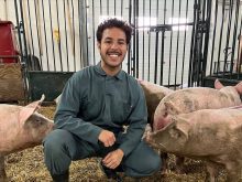 Arthur Nery Finatto’s research team at the University of Saskatchewan have discovered pBD-5, a molecule produced by pigs that may help to reduce the swine industry’s reliance on antibiotics.