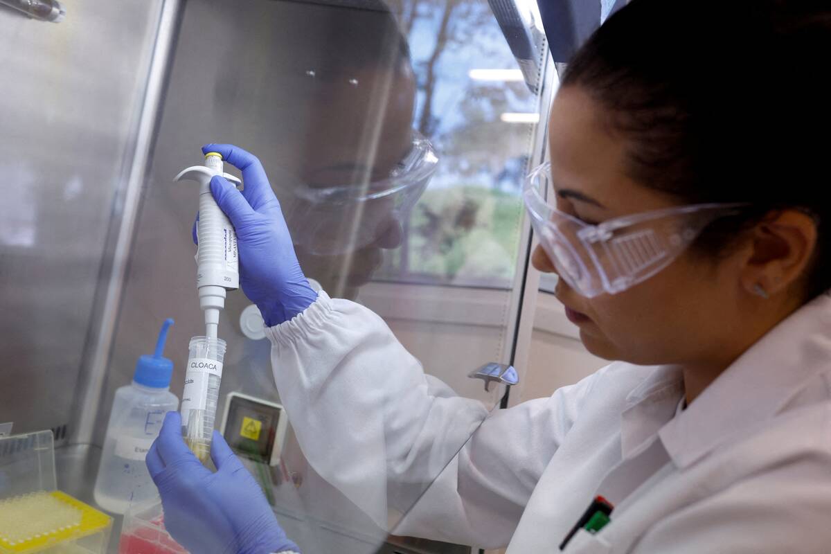 Talita de Lima Freitas, federal agricultural inspector, works on a sample to test for avian influenza virus at the Reference Laboratory of the World Organization for Animal Health in Campinas, Brazil April 25, 2023. Photo: REUTERS/Amanda Perobelli/File Photo