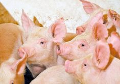 Pigs resistant to porcine reproductive and respiratory syndrome would be a boon for farmers, but the gene editing used to develop them is still gaining acceptance. 