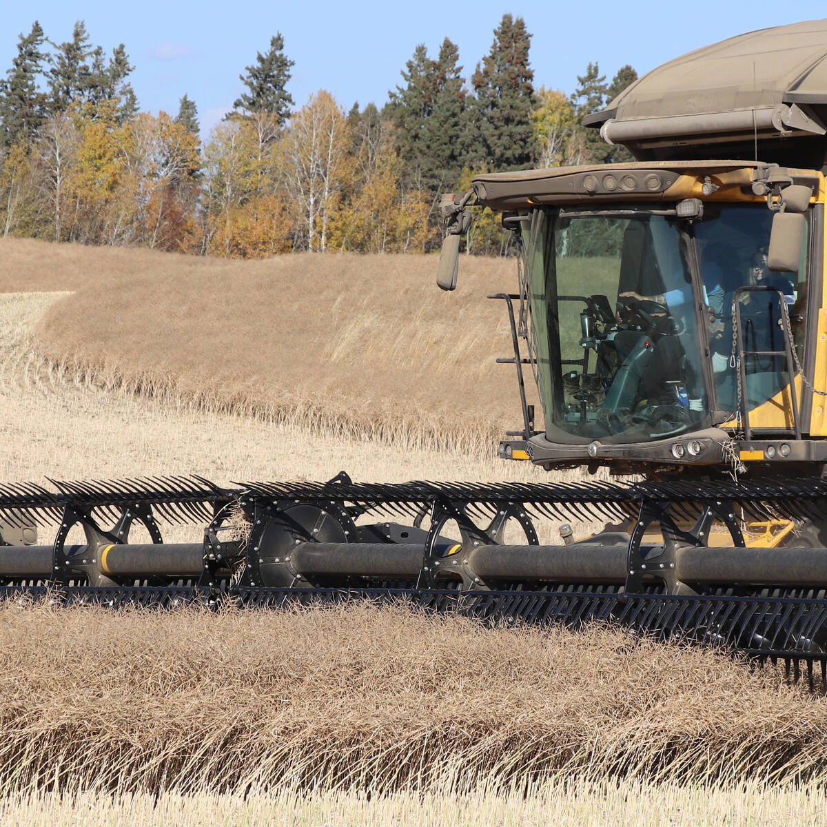 Weather projections, trade volatility playing into the canola market. 