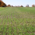 In spite of expectations for increased seeding of winter wheat, the immediate challenges include the price per bushel and managing fusarium head blight. (Ralph Pearce photo)