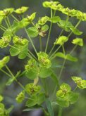 Leafy spurge outcompetes native grasses for light, water, nutrients and space, growing up to one metre tall. The weed has invaded millions of acres on the Prairies.
