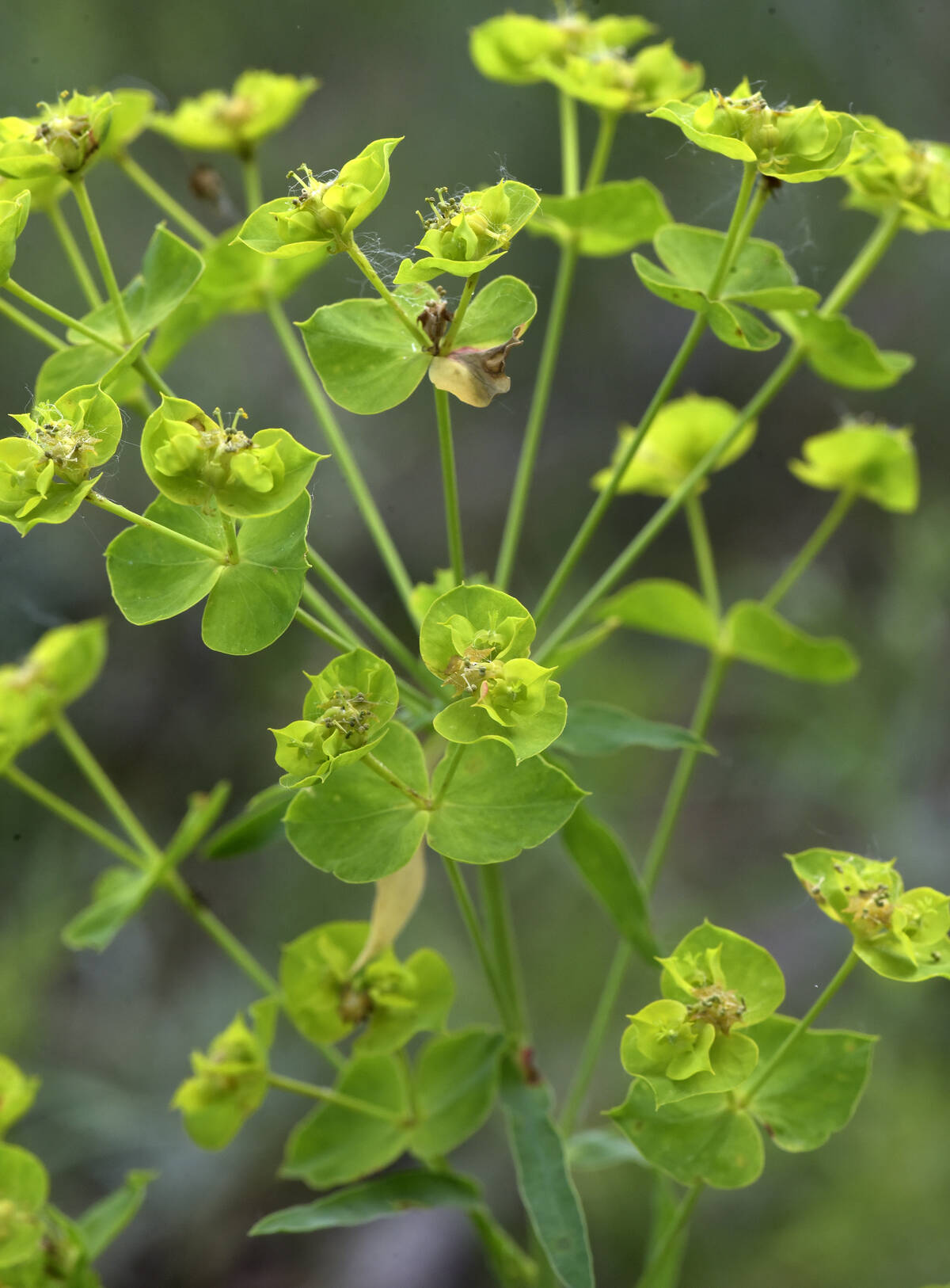 Leafy spurge outcompetes native grasses for light, water, nutrients and space, growing up to one metre tall. The weed has invaded millions of acres on the Prairies. 