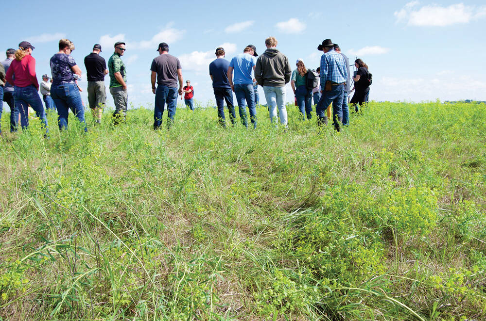 Pasture near Brandon, Man., shows careful grazing around leafy spurge stems, reducing the productivity of the pasture. Photo: Alexis Stockford