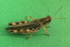 An adult migratory grasshopper, one of the pest species of grasshopper on the Canadian Prairies.